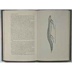 Background of baobabs