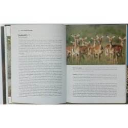 The Big Cat Diary - a Year in the Masai Mara