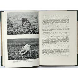 Hvor Storspoven fljter