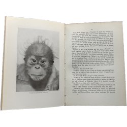 Med Hagenbeck i junglen