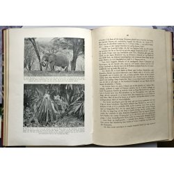 Over Afrikas Jungler i Flyvemaskine