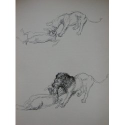 Dyrespor og vill Honning