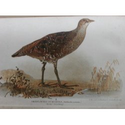 Svenska J&auml;garaf&ouml;rbundets Nya Tidskrift