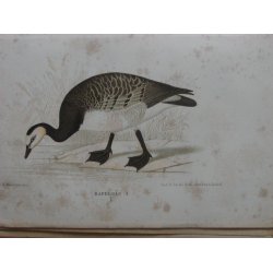 Svenska J&auml;garaf&ouml;rbundets Nya Tidskrift