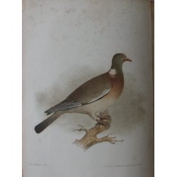 Svenska J&auml;garaf&ouml;rbundets Nya Tidskrift