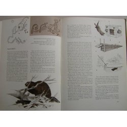 Jagt - jgere, vildt, vben og jagtmetoder