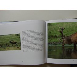 Kronhjorten (FHV. BIB.)