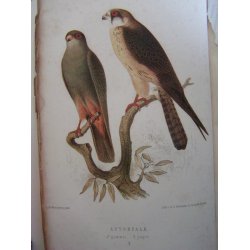 Svenska J&auml;garef&ouml;rbundets nya tidsskrift