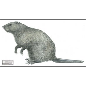 Bver i naturlig strrelse 