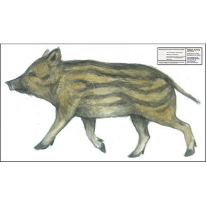 Frischling i naturlig strrelse 