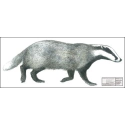 Grvling i naturlig strrelse