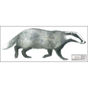 Grvling i naturlig strrelse