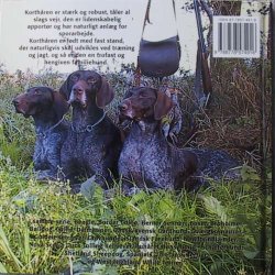 Korthret Hnsehund (DKK)