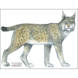 Los i naturlig strrelse