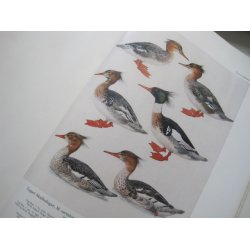 Danmarks Fugle - Andefugle I og II