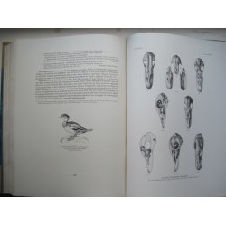 Danmarks Fugle - Andefugle I og II