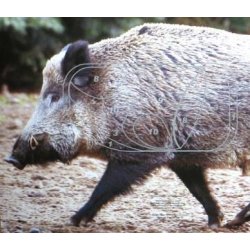 Doppelzehn: Keiler i naturlig strrelse (pk. m. 2 stk.)