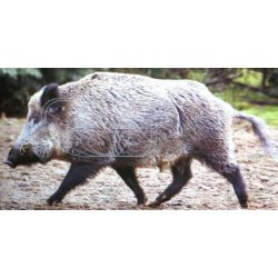 Doppelzehn: Keiler i naturlig strrelse (pk. m. 2 stk.)