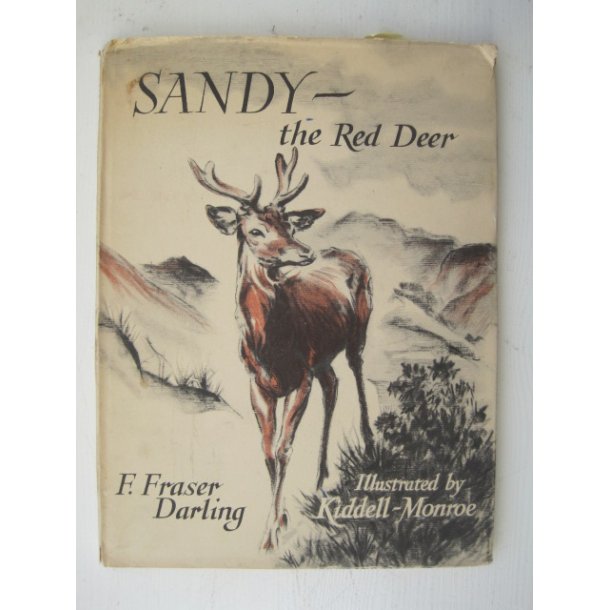 Sandy - the Red Deer