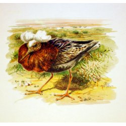 12 tegninger af vadefugle 