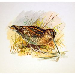 12 tegninger af vadefugle 