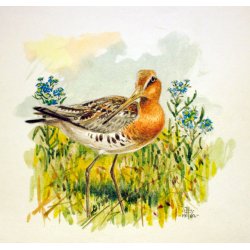 12 tegninger af vadefugle 