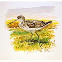 12 tegninger af vadefugle 