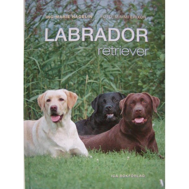 Labrador retriever