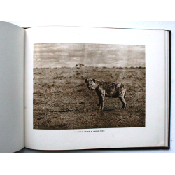 Elephants and other Big Game Studies from The Times