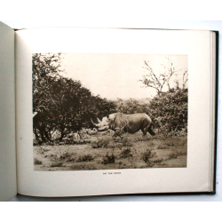 Elephants and other Big Game Studies from The Times