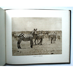 Elephants and other Big Game Studies from The Times