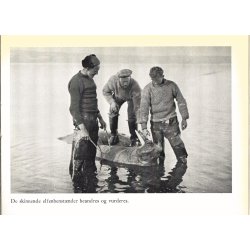 Rosmarus - hvalrossens liv og historie