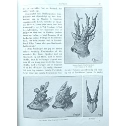 Haandbog for Jgere (1. udg. 1933-35 i halvlderbind)