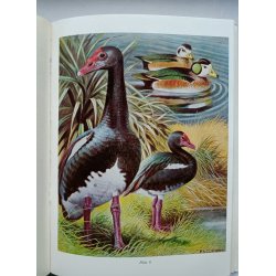 Gamebirds of Southern Africa