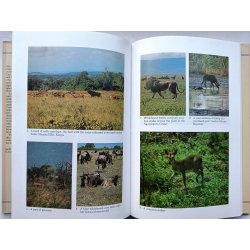 The Natural History of Antelopes