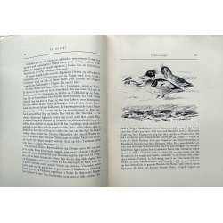 Vildt forude (1. udg.)