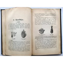 Waldbeschdigung durch Thiere - und Gegenmittel