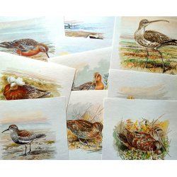 12 tegninger af vadefugle 