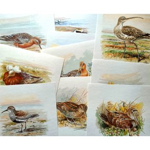 12 tegninger af vadefugle 