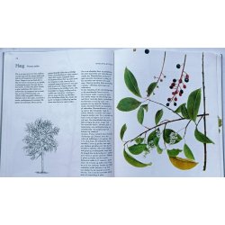 Danske trer i farver