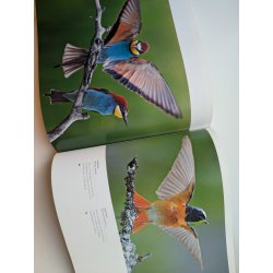 Fugle - magiske jeblikke