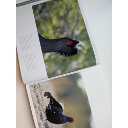 Fugle - magiske jeblikke