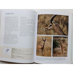 Afrikas dyreliv - safariguide