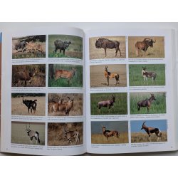 Afrikas dyreliv - safariguide