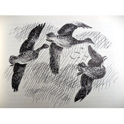 Vildt forude  (2. udg.)