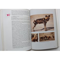 Field Guide: Mammals of Southern Africa