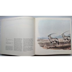 Portraits of Game &amp; Wild Animals of Southern Africa
