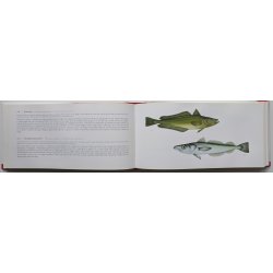 365 fisk (alverdens spisefisk)