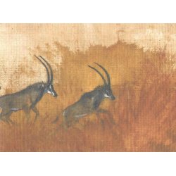 Kunstkort - sabelantiloper, tegnet af Mogens Andersen