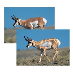The Perfect Shot pronghorn-skydeskive - pakke med 5